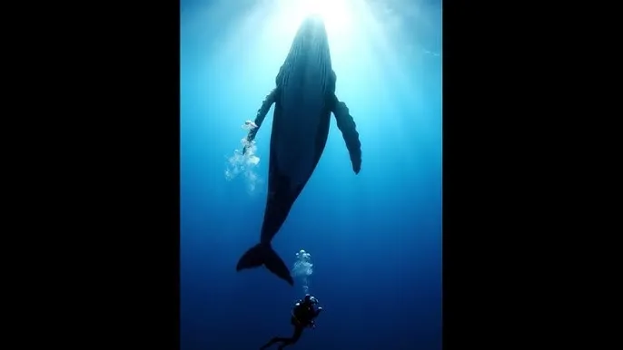 苍井优 快播 - 深蓝星球：探索海洋深处的未知世界